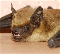 bat removal New Braunfels