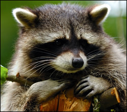 raccoon removal New Braunfels